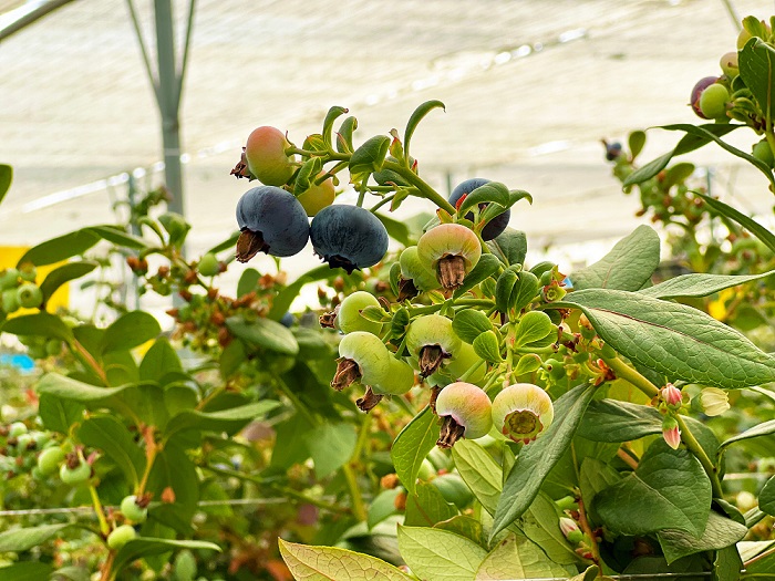 Elite Agro set to increase production of local food