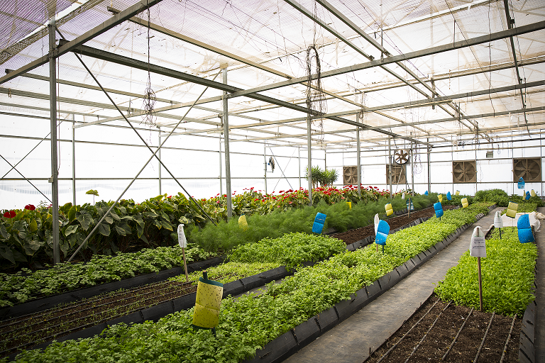 The #GoLocal loyalty programme rewards customers for buying local produce.