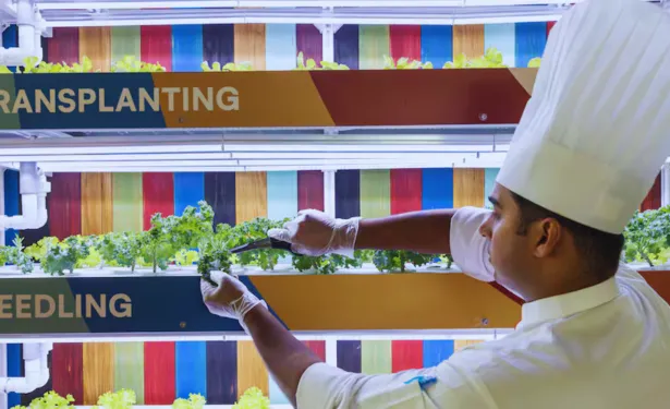 UAE Hotels Embrace AI and Sustainability to Tackle Food Waste