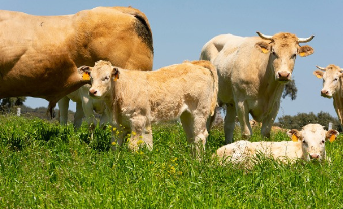 What Fantastic European Beef 2.0 has returned to the UAE!