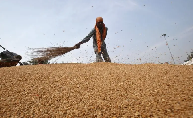 Wheat Drops to 2-year Low on Optimistic Supply Forecasts For the Northern Hemisphere