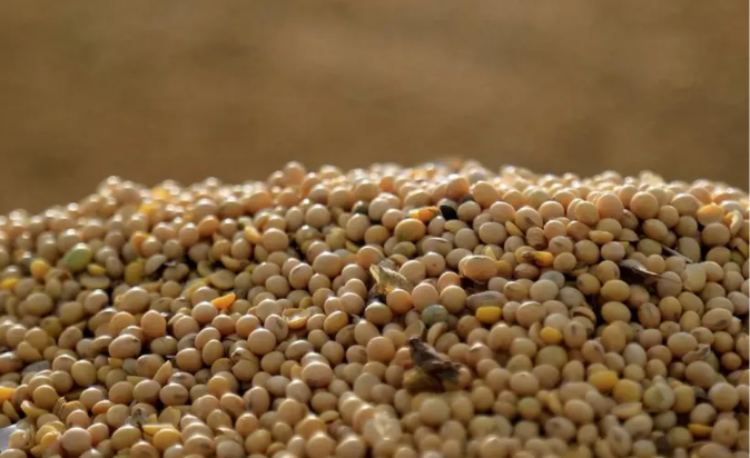 Soya Bean and Corn  Markets Fall in the US