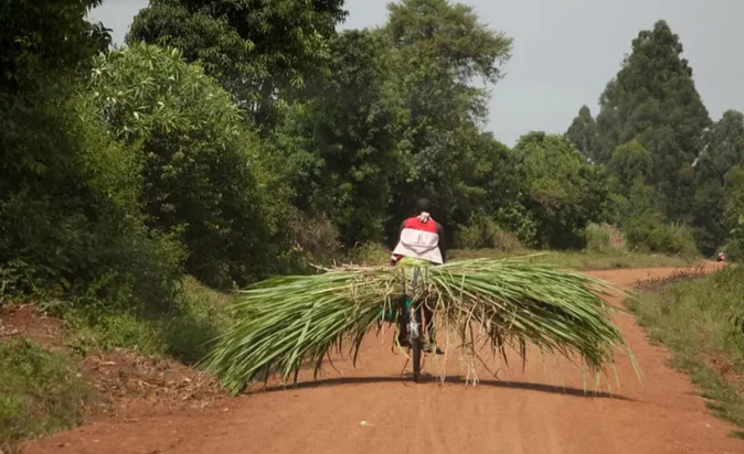 Despite Duty-Free Imports, Kenya's Retail Prices for Sugar Remain High.