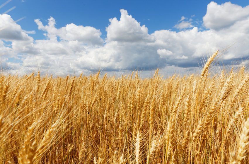 Authorities Limit Wheat Flour Exports.