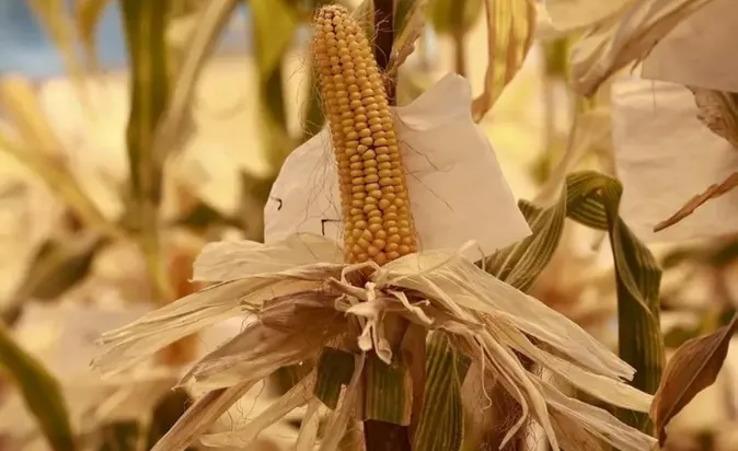 Corn Futures Climb on Dry Weather Concerns; Soybeans, Wheat Gain