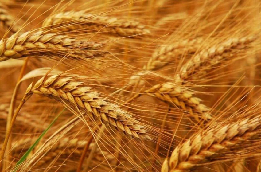 UAE: Have flour prices increased after India’s wheat export ban?