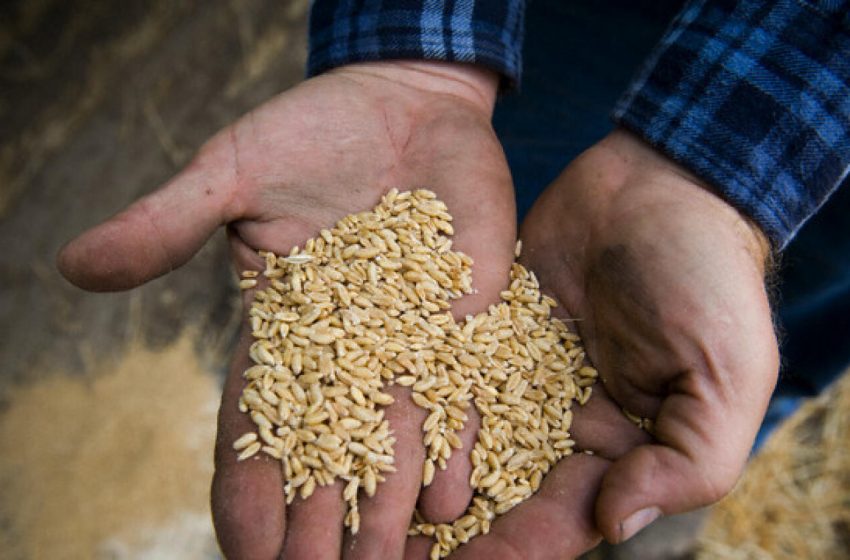 UAE bans export of Indian wheat for 4 months