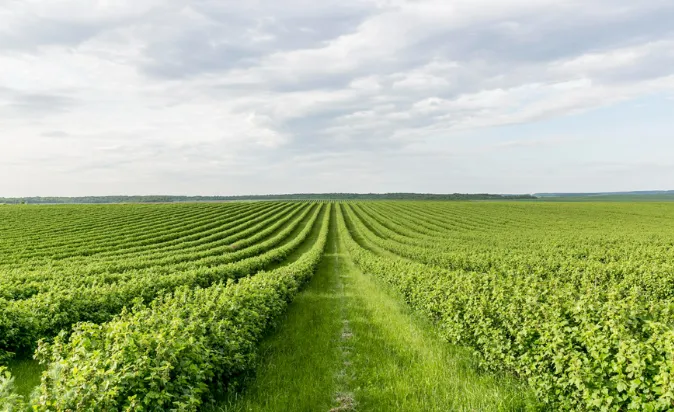 Egypt’s Agricultural Exports hit 4.65m Tonnes