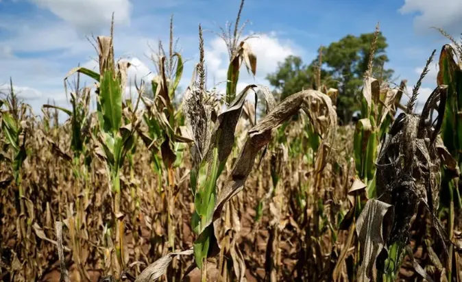 Wheat Businesses; Corn and Soybean Planting Demand Under Pressure